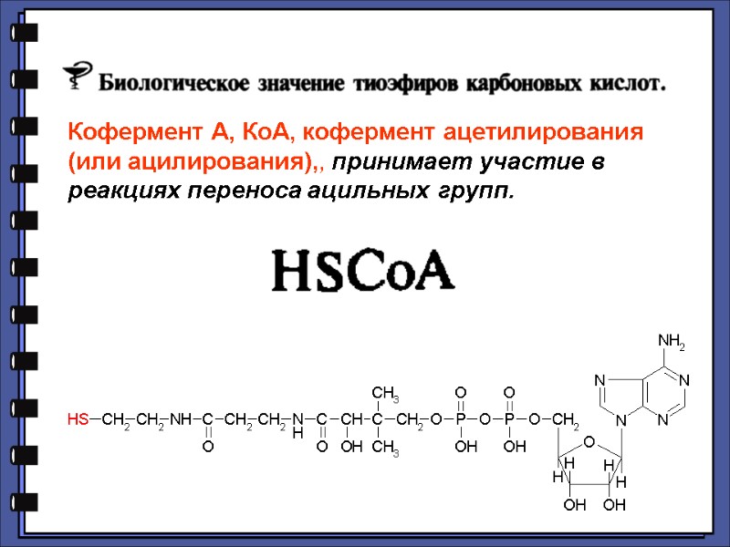 Кофермент А, КоА, кофермент ацетилирования (или ацилирования),, принимает участие в реакциях переноса ацильных групп.